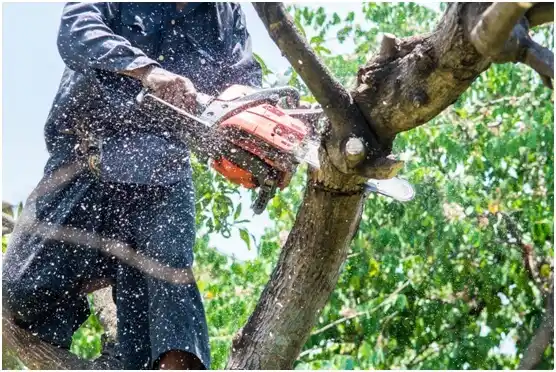 tree services Townsend